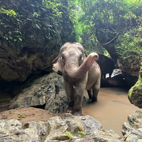 Trại Voi Nhân Đạo Ở Chiang Mai Khác Gì Cưỡi Voi Truyền Thống? Trại Nào Uy Tín, Giá Và Trải Nghiệm